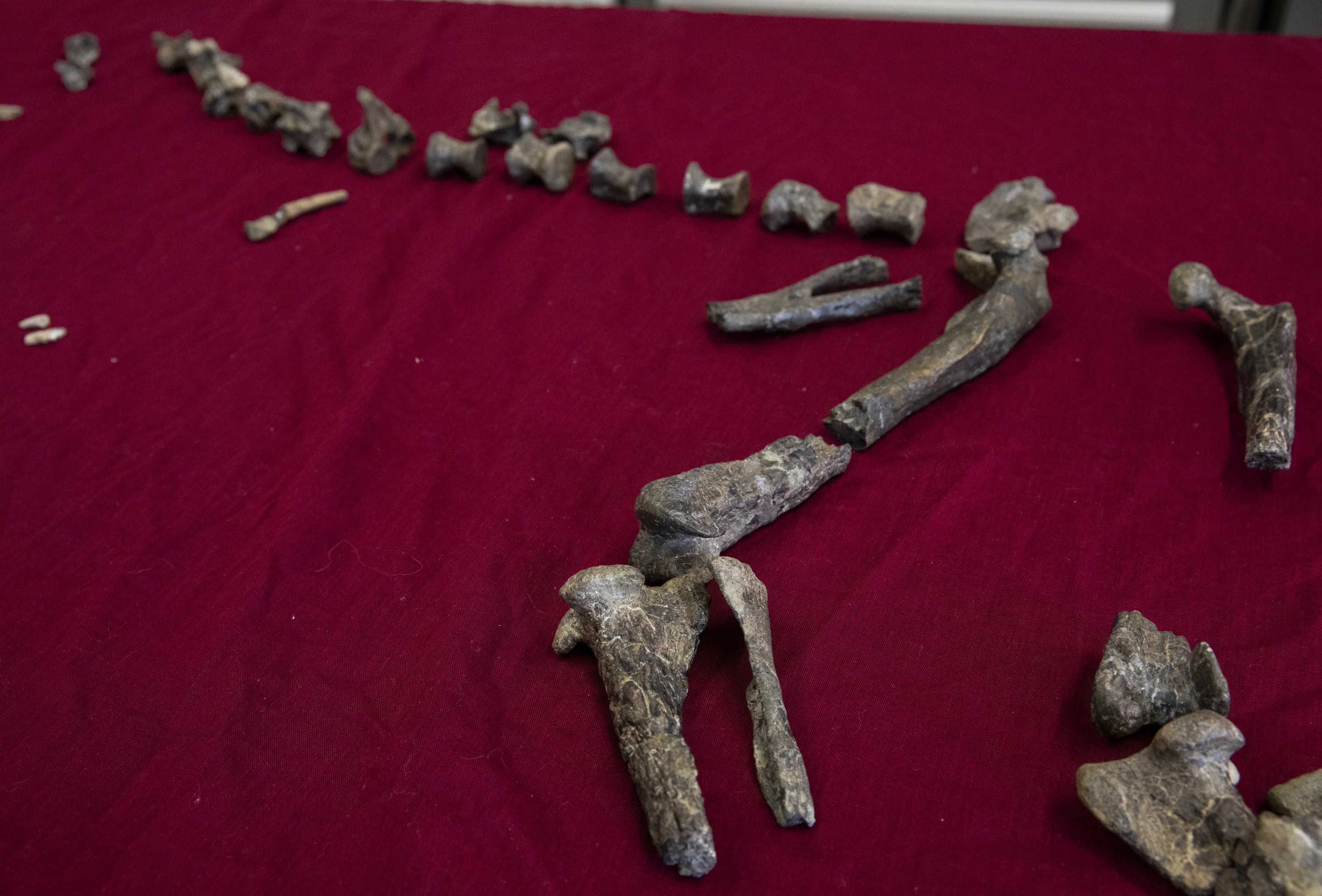 The fossilized bones of S. hazelae
