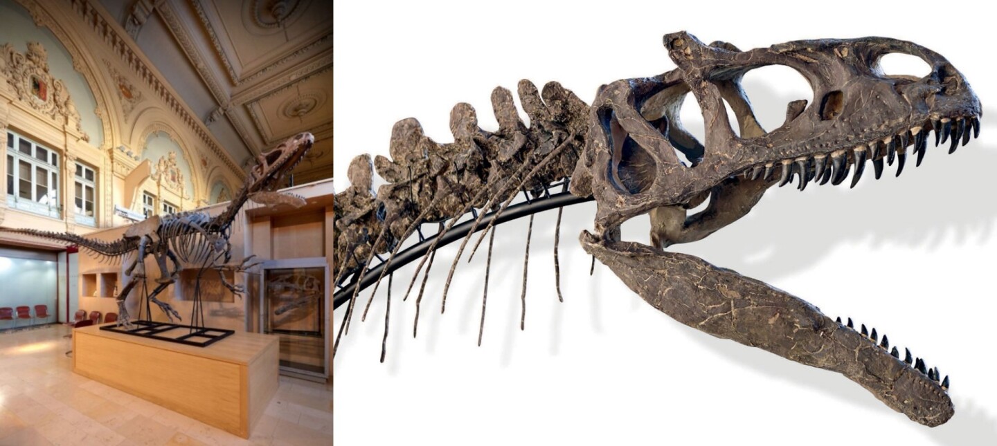 Aguttes most recent dinosaur skeleton sale was in December 2016, when a nearly complete 7.5 metre long and 2.5 metre tall Allosaurus skeleton (pictured above) sold for €1,128,375 (US$1,191,740)
