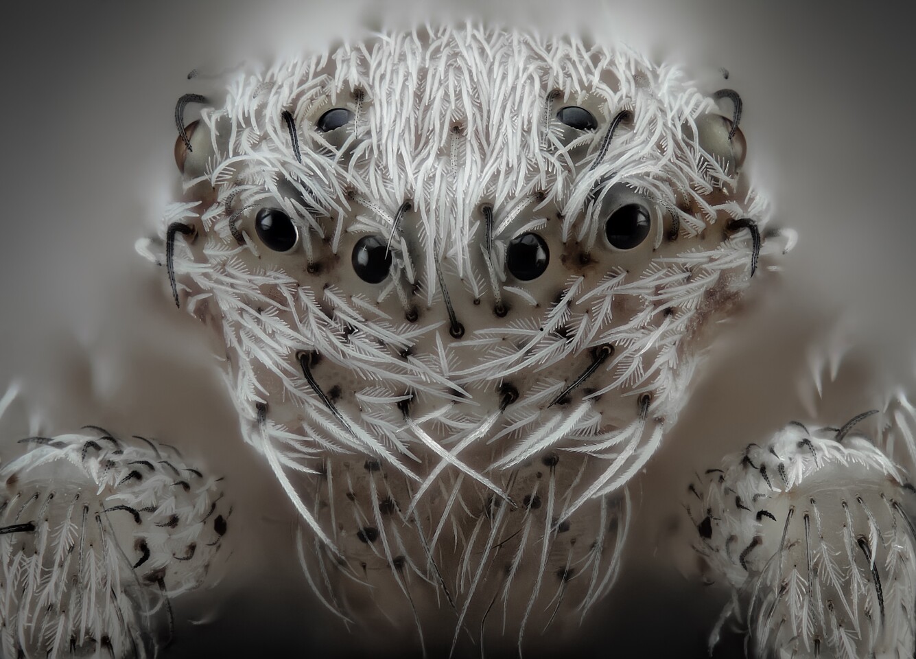 6th Place winner in the Nikon Microscopic Photography Awards. Small white hair spider