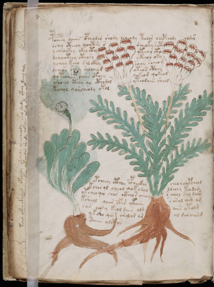 A page from the mysterious Voynich manuscript