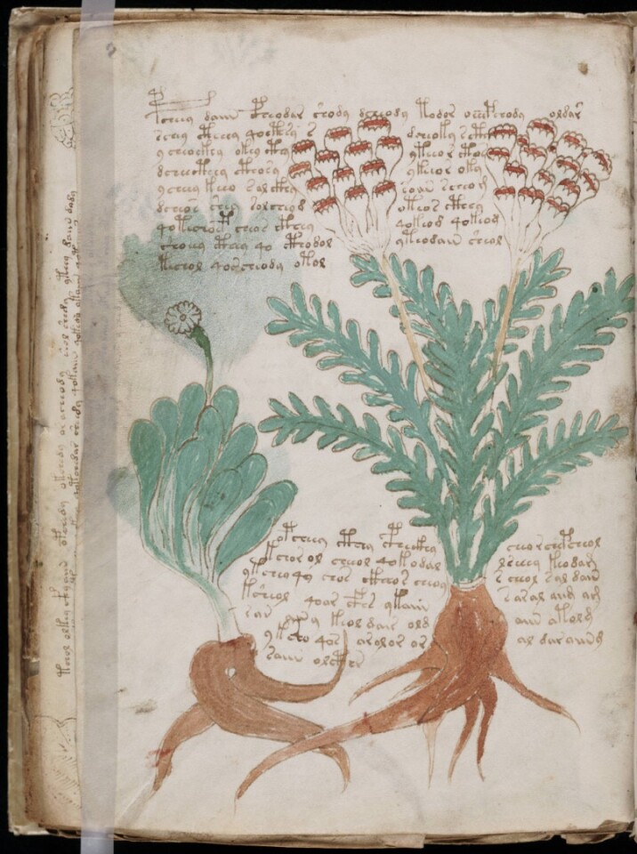 has the voynich manuscript been decoded