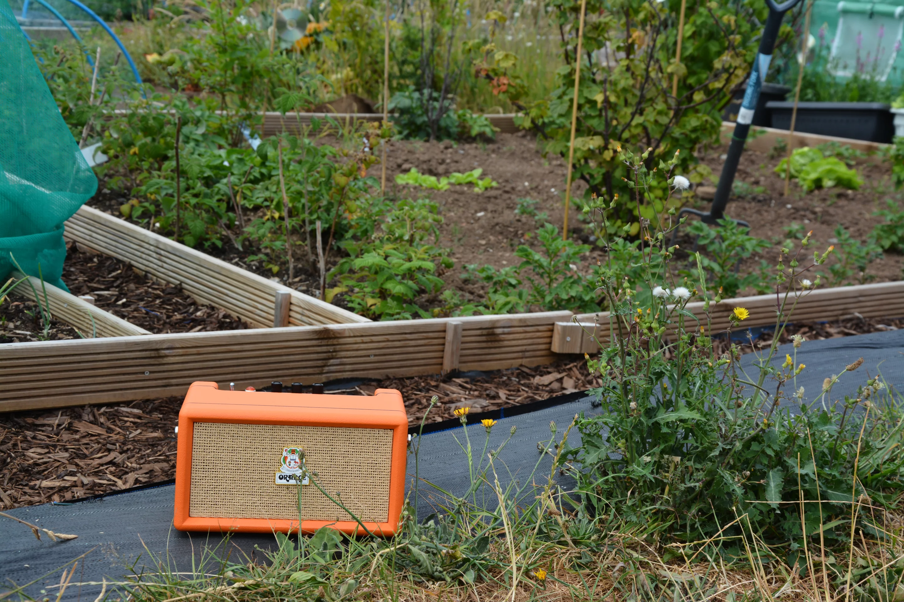 Loud and clear: The Orange Box provides a colorful and welcome additions to the veggie patch