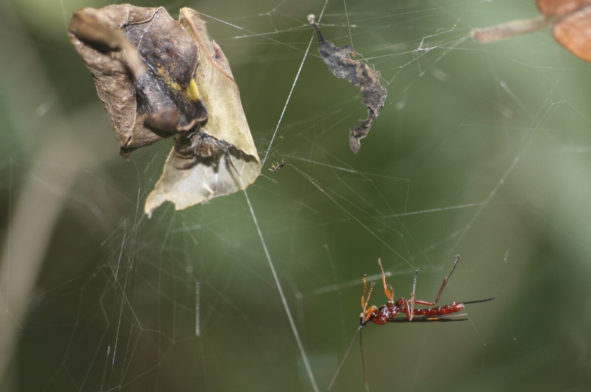 A parasitic wasp prepares to attack a spider, in order to "zombify" it