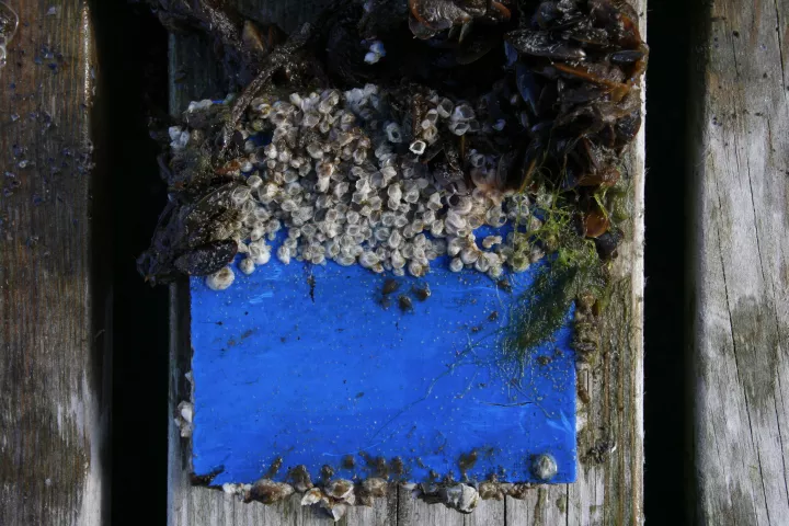 A sample piece of hull material painted with (bottom) and without the ivermectin-laced paint