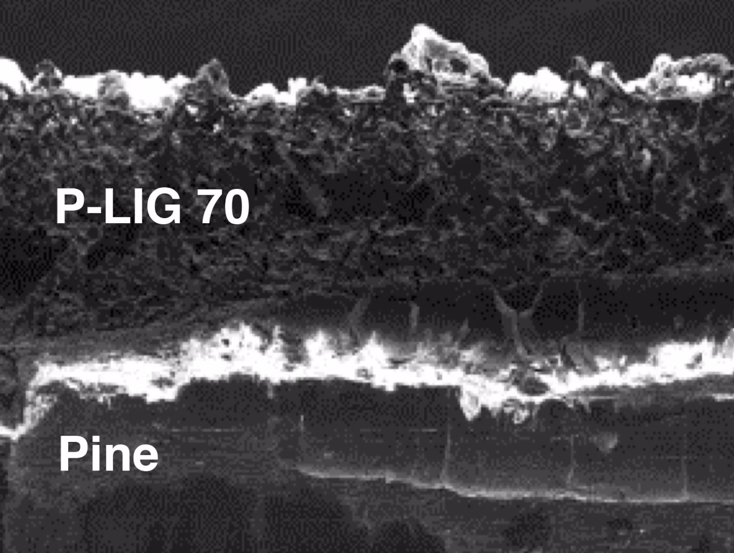 A cross-section of pine laser-induced graphene, made by a laser at 70 percent power