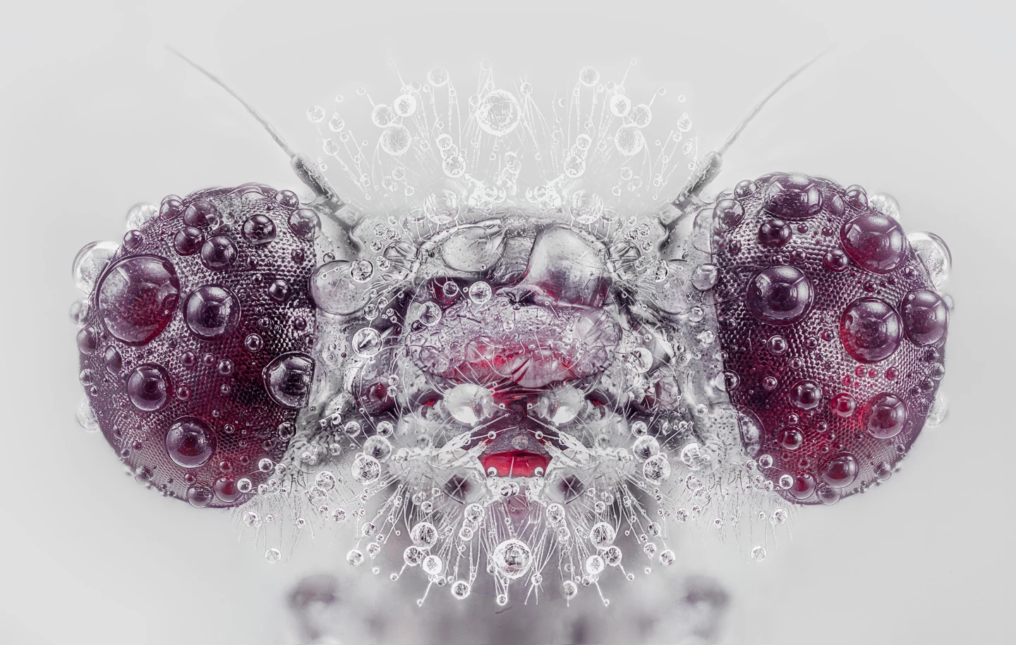 1st Place / Nature/Macro. 'Insect Portraits'
