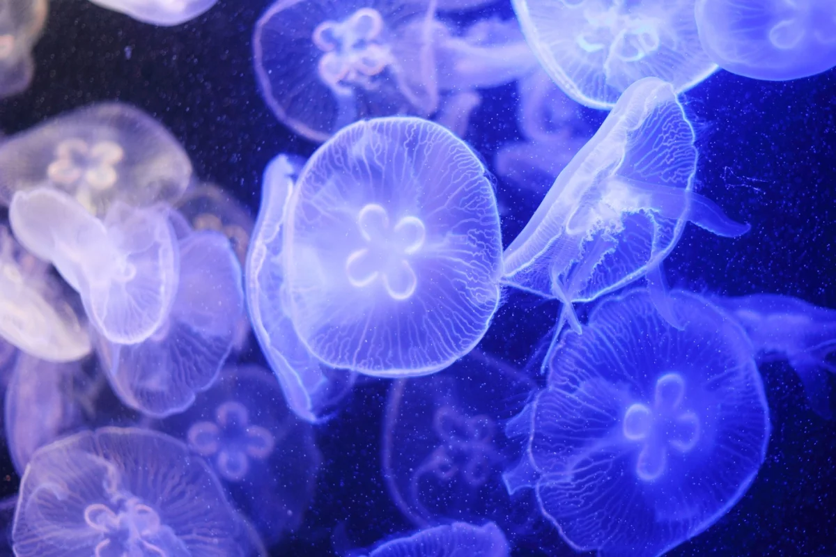 An increase in jellyfish could be least bad part of what will happen to our oceans if global warming continues, according to the study