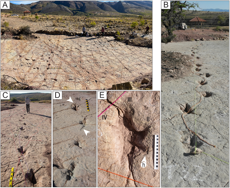 16,000 dinosaur tracks uncover the largest moment of ancient life