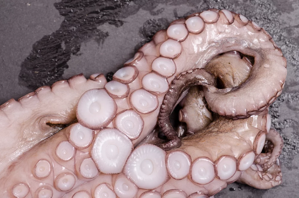 The teeth inside squids' sucker rings help the creatures hang onto prey, and they could help us, too (Photo: Shutterstock)