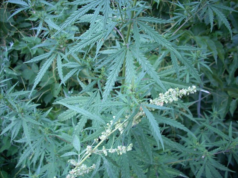 Some of the wild types of cannabis plants found in the area