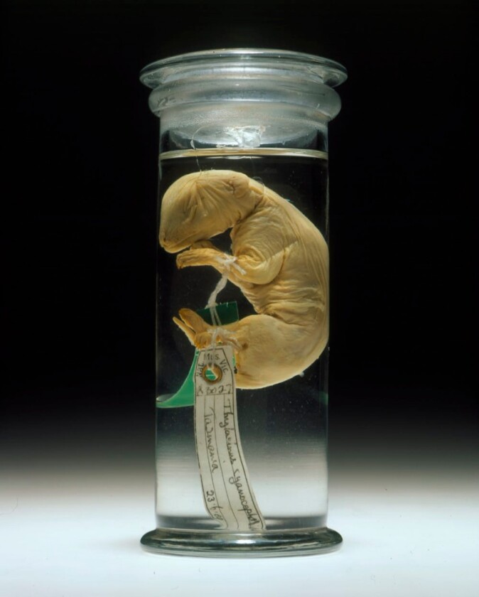 The researchers extracted DNA from a juvenile thylacine specimen, which has been preserved in alcohol for over a century