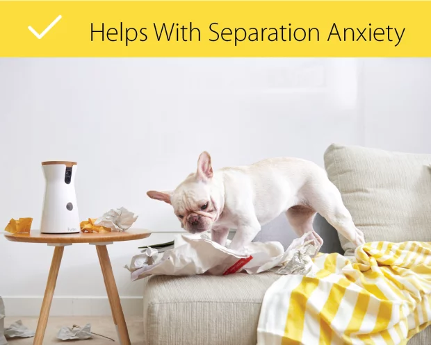 If you suffer separation anxiety, the app will let you communicate with your dog