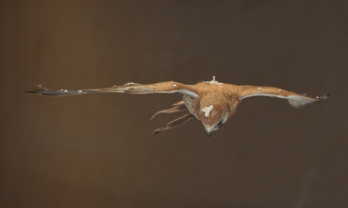 Robotic bird could fix drones' biggest aerodynamic problem