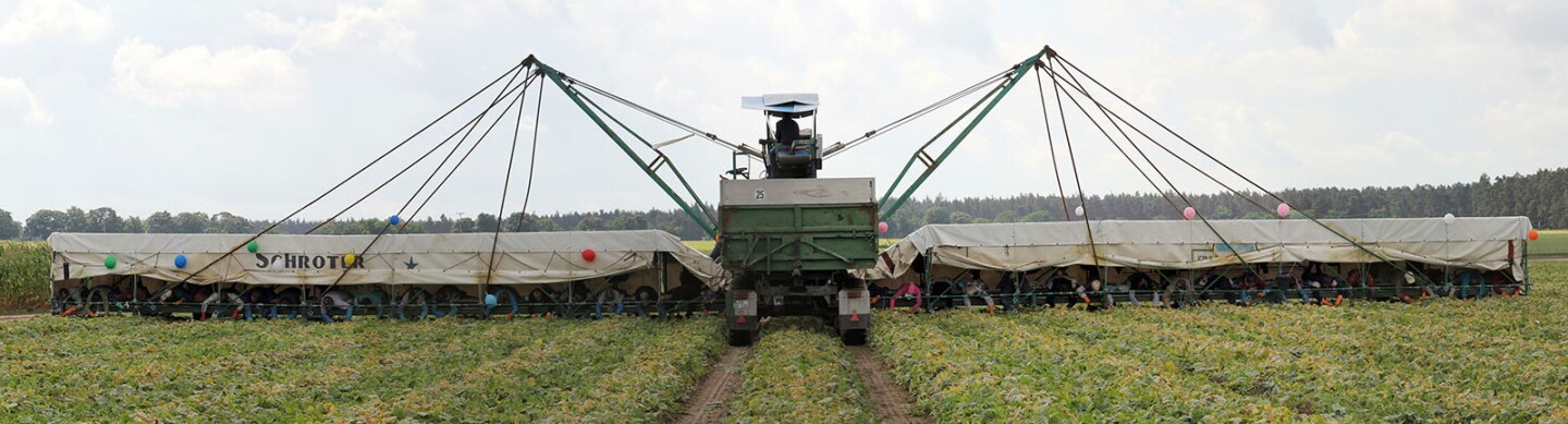 Agricultural vehicles known as “cucumber flyers” enable as many as 50 seasonal workers to harvest crops