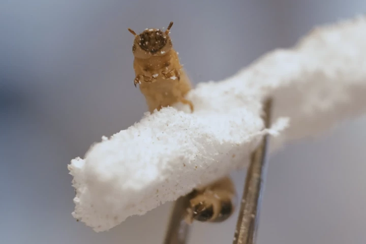 Zophobas atratus worms can live on a diet of plastic, with their unique microbiome able to break down the material