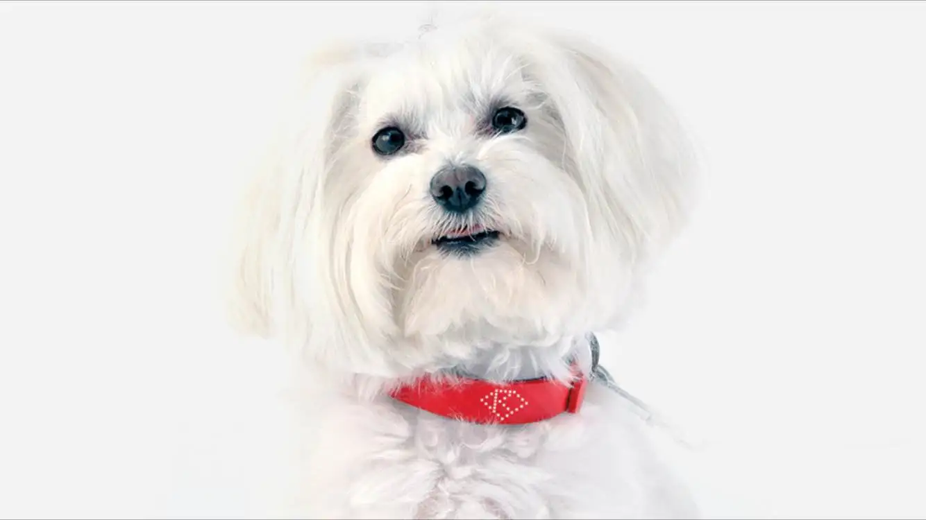 Kyon is a smart dog collar packed with tech to protect your pet