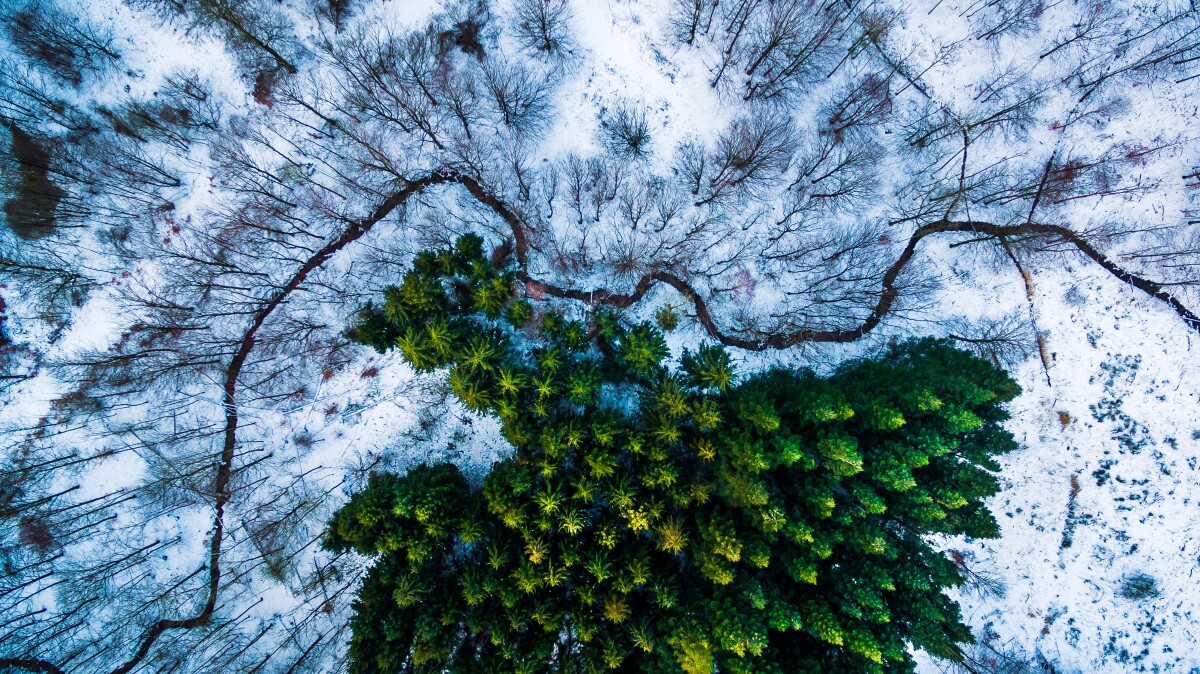 Kalbyris Forest in Denmark, the first-place winner in the Nature category
