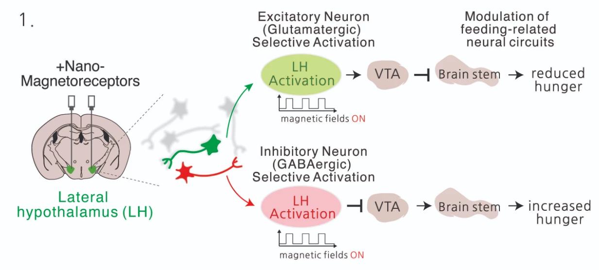 Magnetically altering certain brain regions can cause remarkable behavioural changes