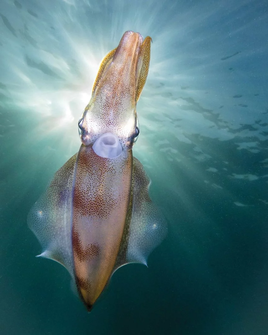 Honorable Mention. A friendly calamari squid taken on Australia's Mornington Peninsula