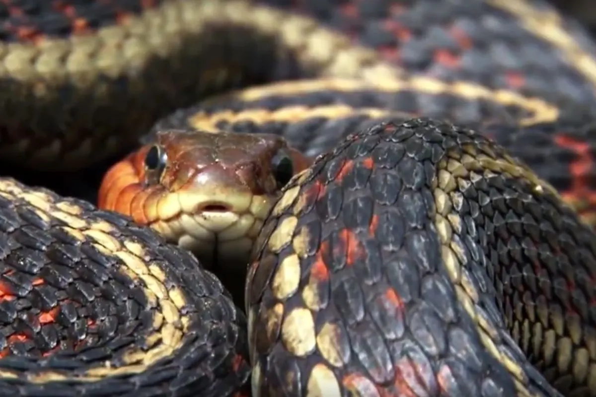 Freiburg University is developing an hydrophobic material that repairs itself by shedding its skin like a snake