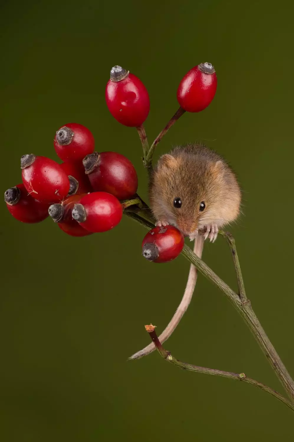 Highly Commended, "Harvest Mouse Rosehip"