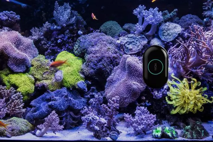 The MOAI robot moves across aquarium glass on its own
