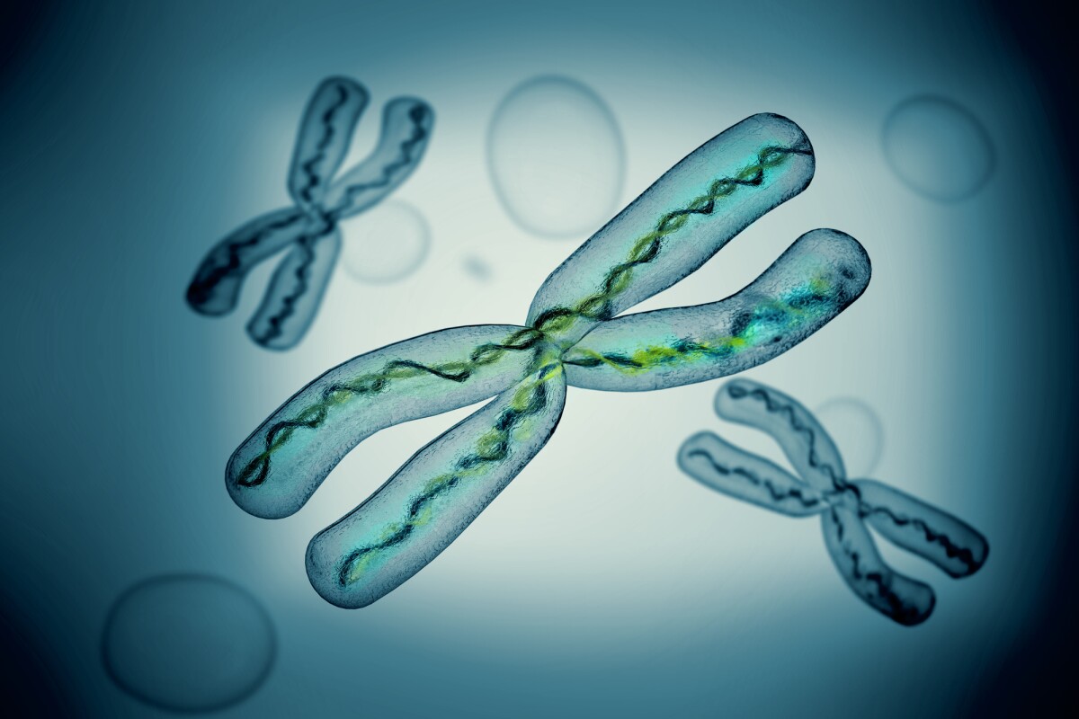 Human X Chromosome Completely Sequenced For The First Time Human X Chromosome Completely Sequenced For The First Time