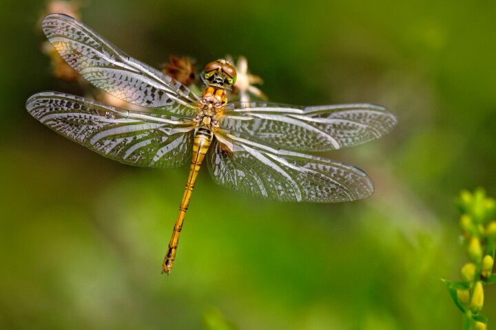 A new imaging technique has revealed how dragonfly wings get their antibacterial properties