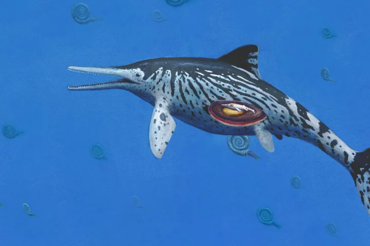 An artist's impression of the Ichthyosaurus somersetensis