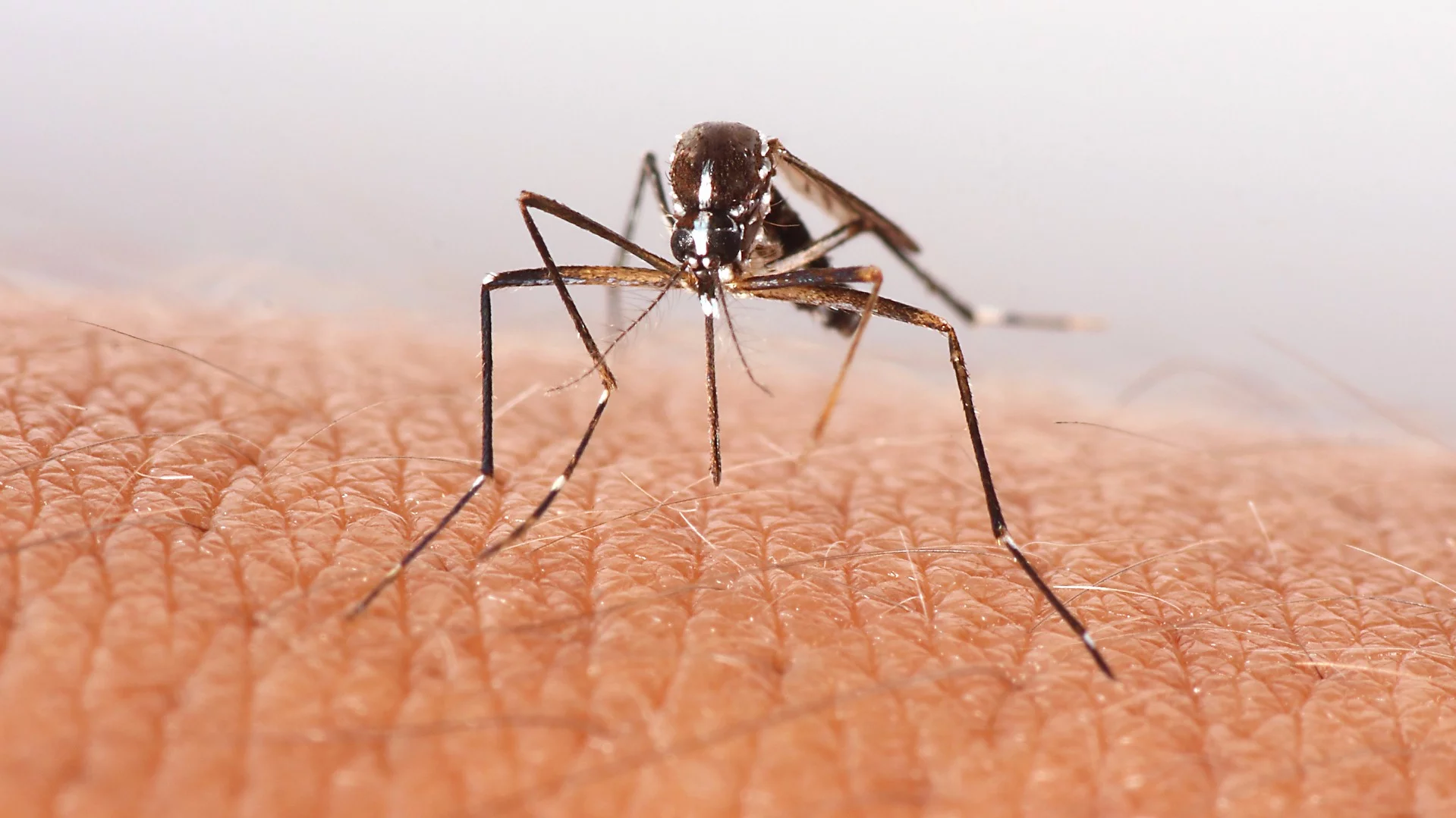 Twenty million sterile male mosquitoes are to be released across two neighborhoods in Fresno Country, California
