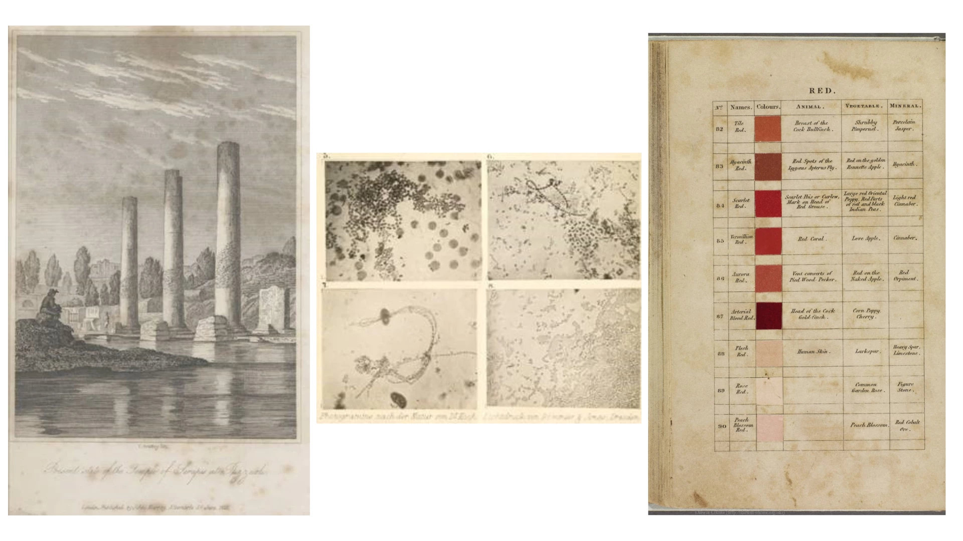 Influential texts (from left): Principles of Geology, by Charles Lyell, which inspired Darwin to explain how species change over time; a German scientific periodical from 1877 with the first published photos of bacteria; Werner’s Nomenclature of Colours by Patrick Syme
