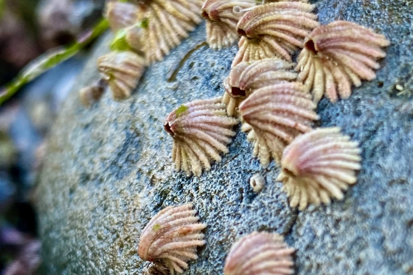 Bent morphs make up 29% of the T. rubescens population along the Baja California peninsula