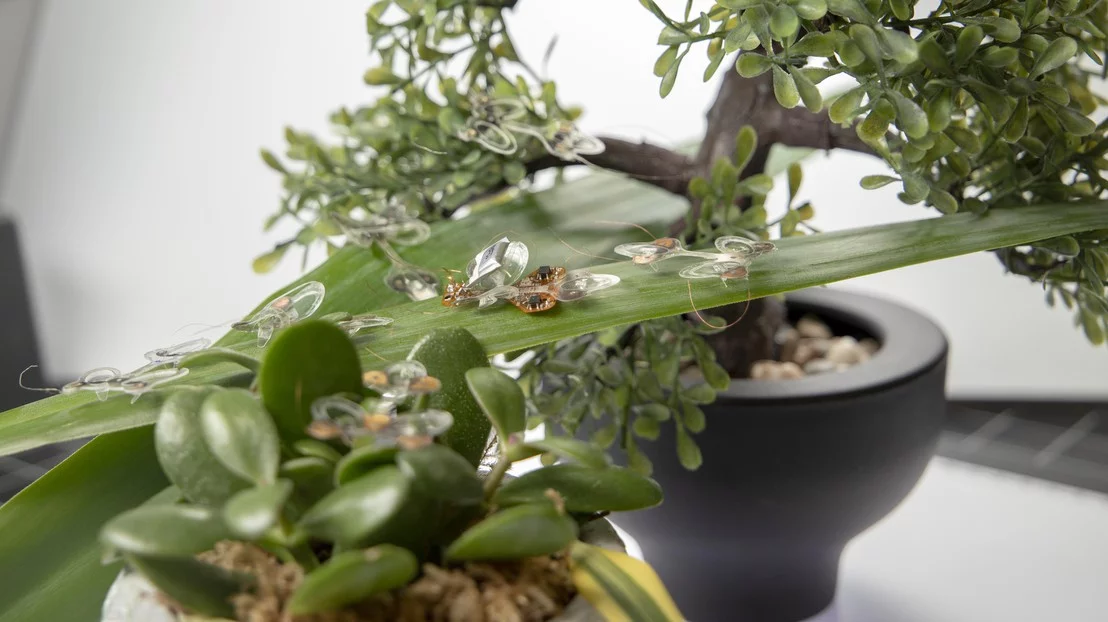 The DEAnsect can traverse various surfaces – a group of the robots are seen here moving along a leaf