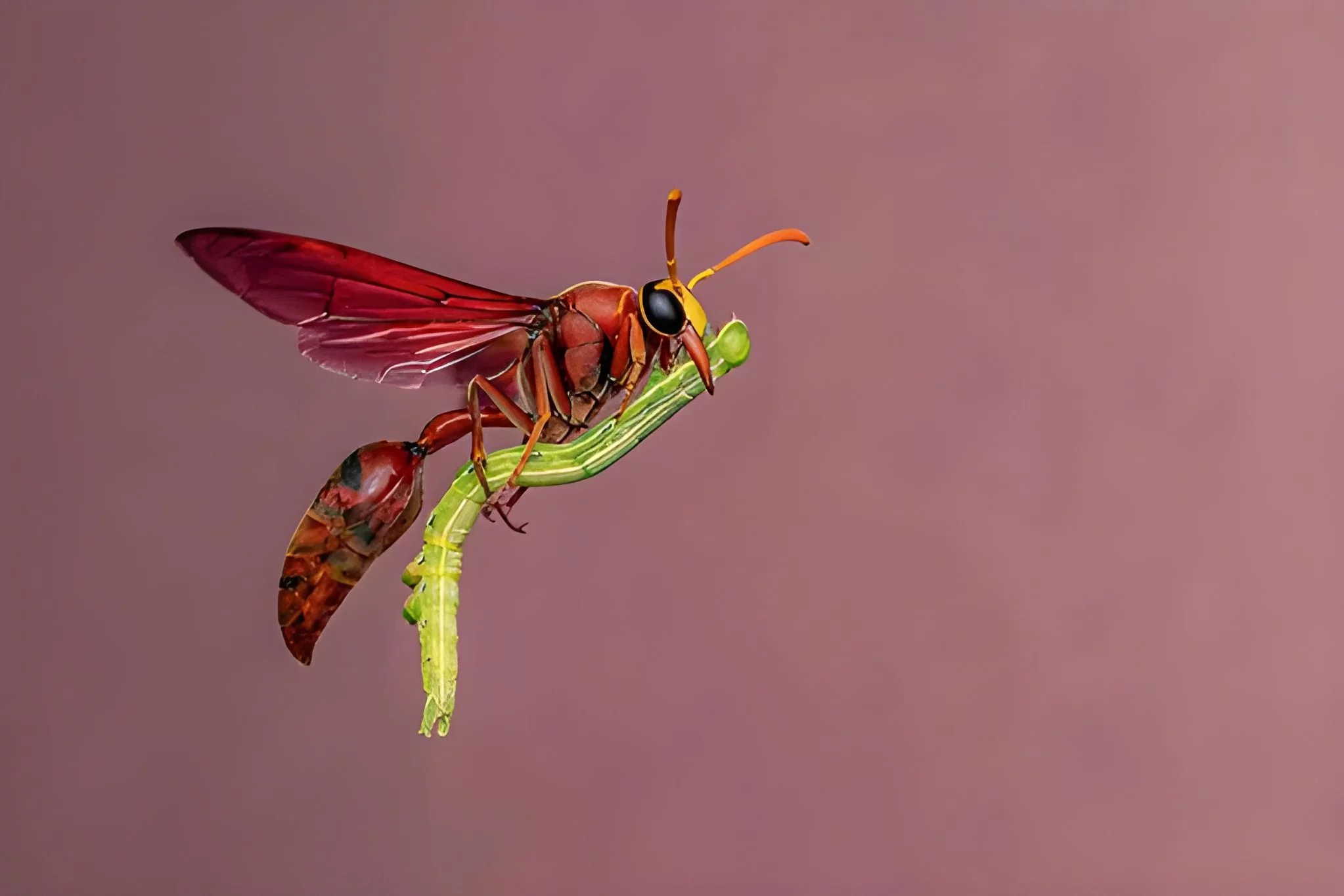 This potter wasp was captured mid-air carrying home a caterpillar it has paralyzed. It will use it to feed its developing larvae.
