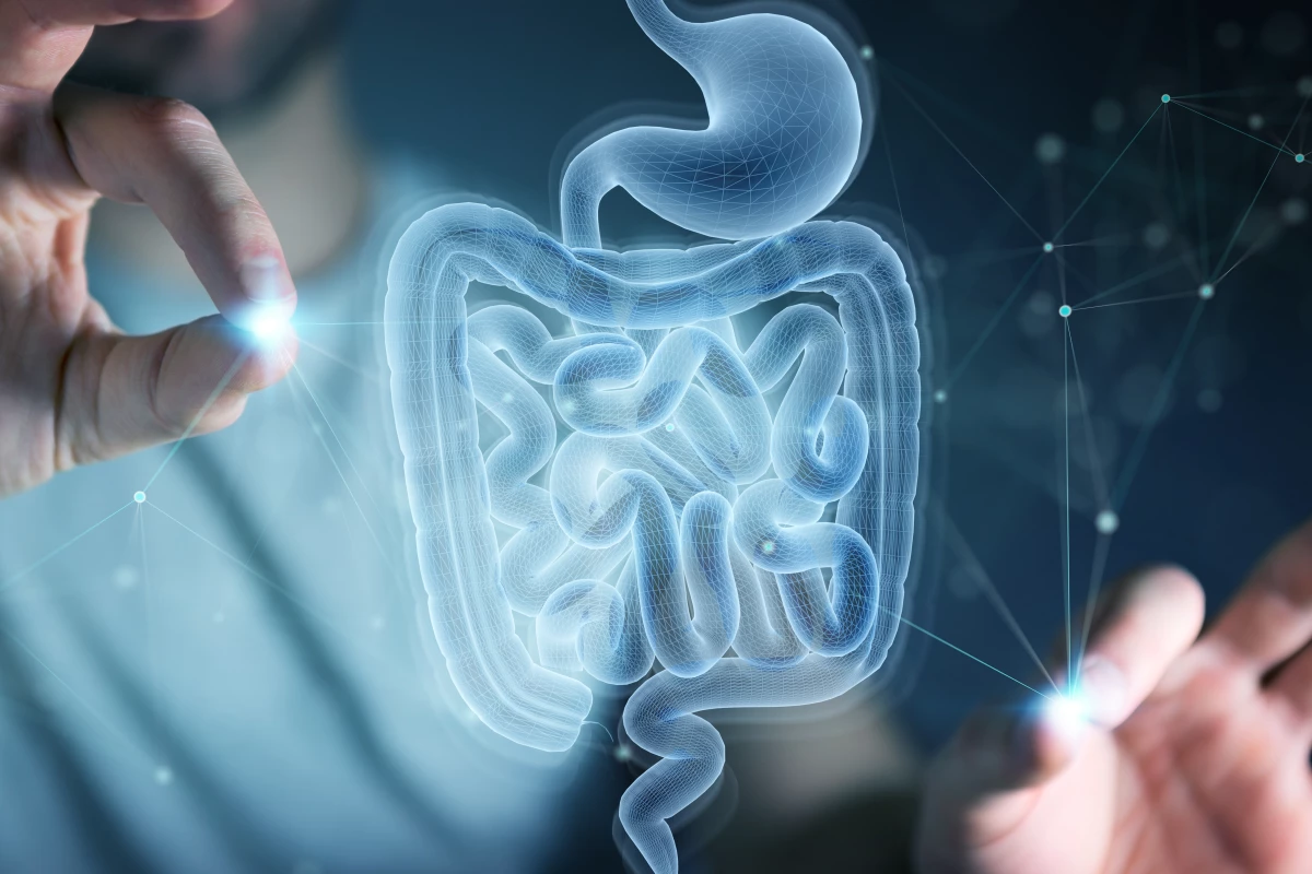 T cells from the gut have been found to travel far and wide to help heal muscle and liver tissue