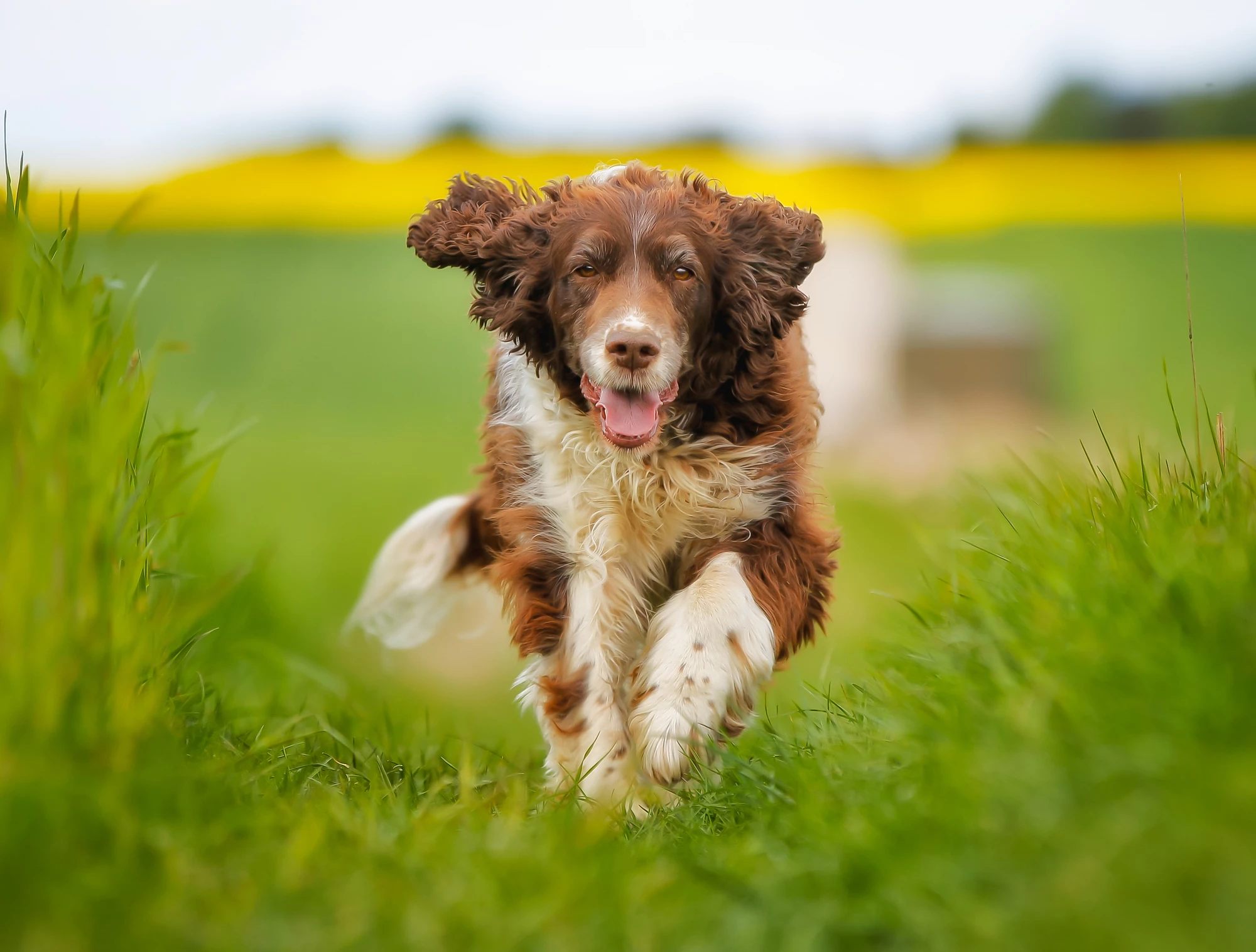 Scientists have previously trained springer spaniels to detect diseases like malaria, and hope to do the same for COVID-19