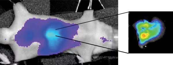 Fluorescence image of the biodistribution of melittin and MIP nanoparticles in a mouse - violet is the lowest level and red is the highest