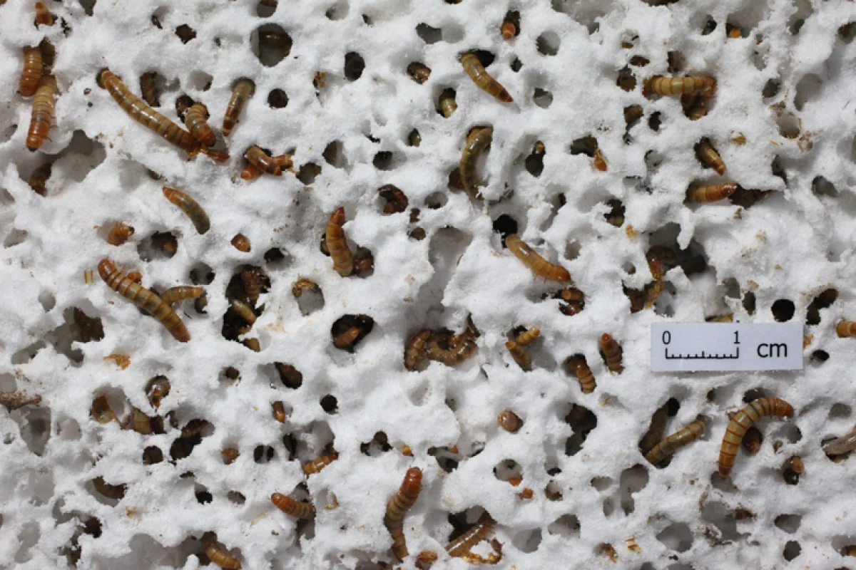 Some of the Stanford mealworms, chowing down on polystyrene