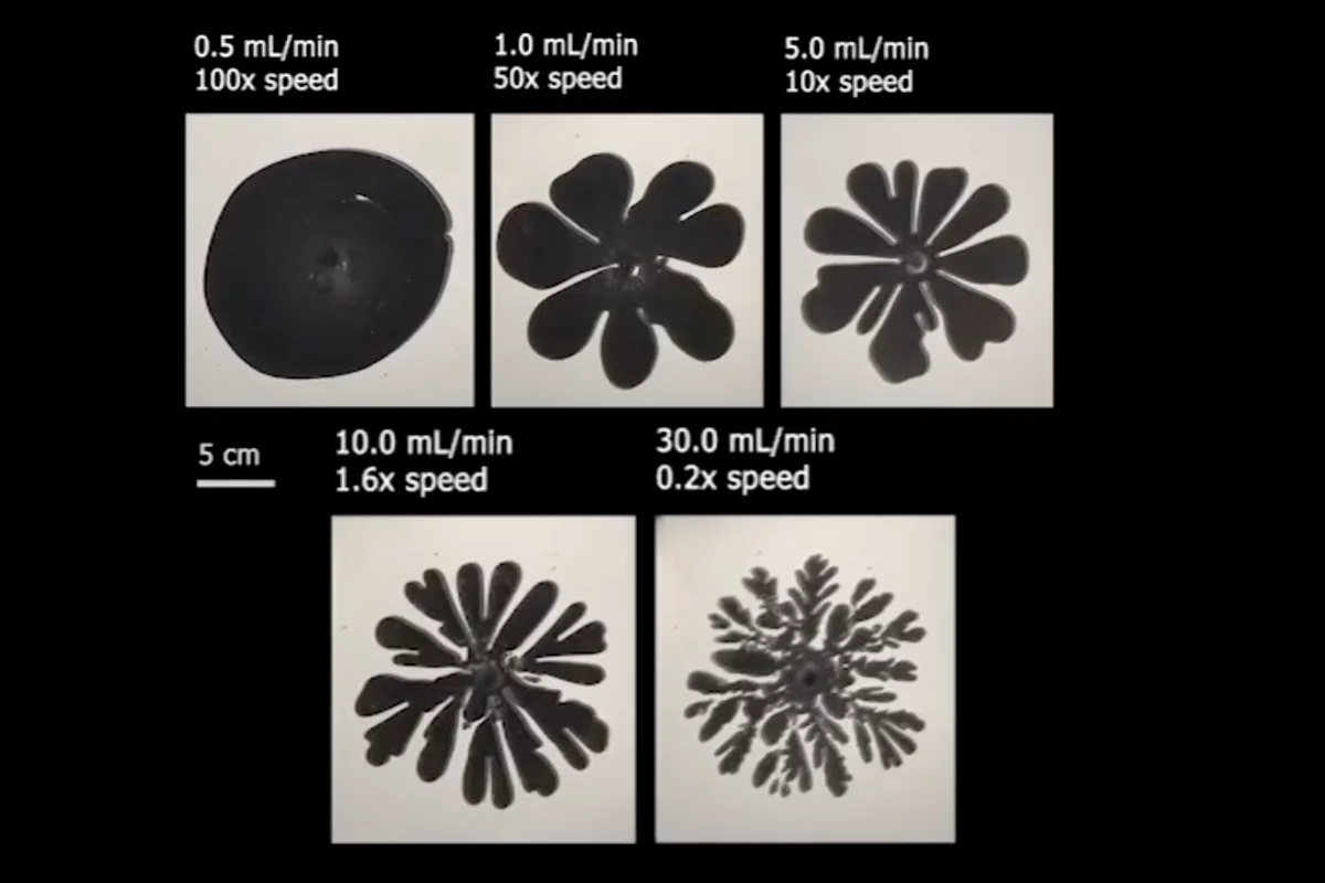 A comparison of the bloom sizes and shapes from different flow rates of the pigment into the mineral oil cells