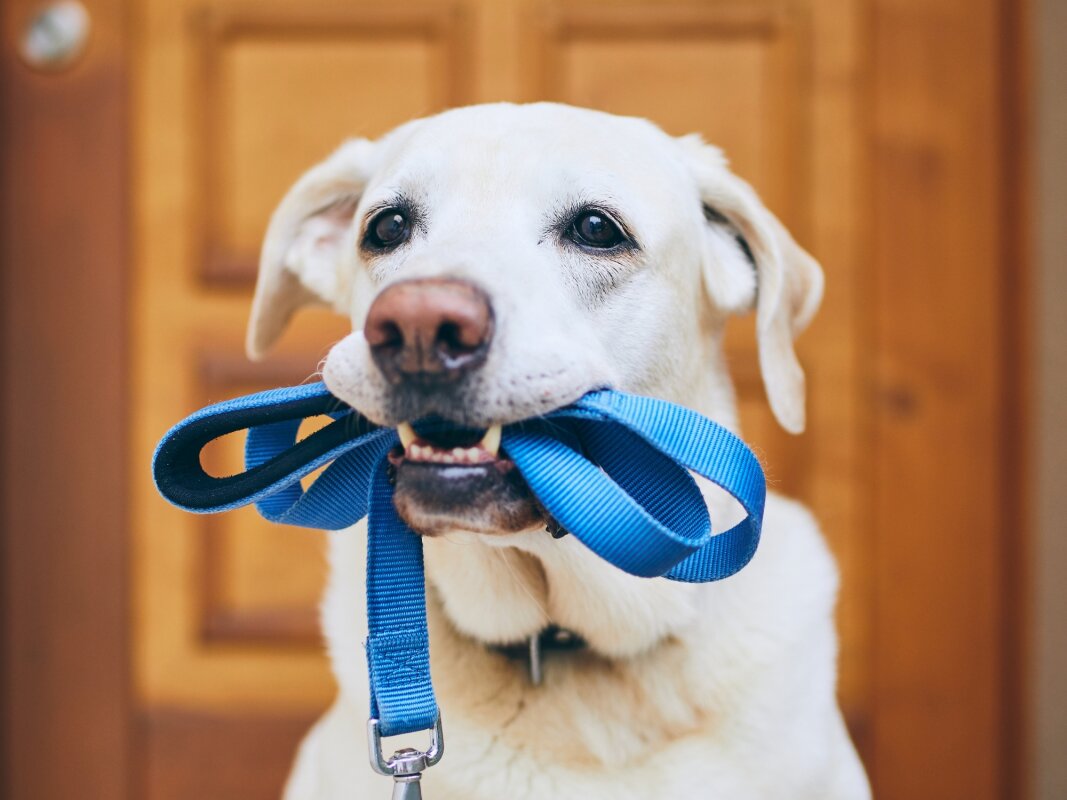 Your dog’s walk offers clues of early signs of canine dementia