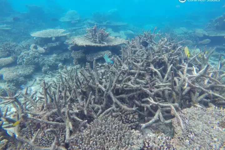 A new study has found that the Great Barrier Reef has persisted through five major "death events" in the past – but the current problems could be happening too fast for the coral to keep up
