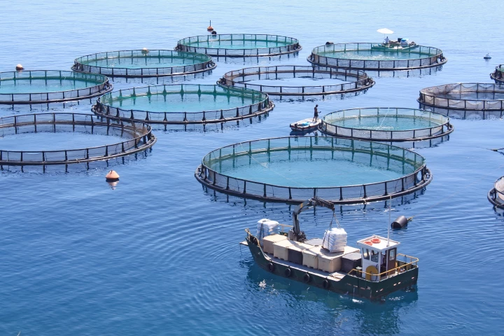 To estimate numbers of fish inside pens (pictured), representative samples currently have to be pulled out with a net