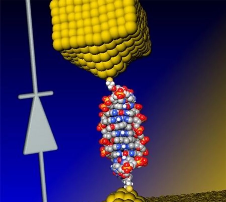 A group of researchers has produced the world's first DNA-based diode