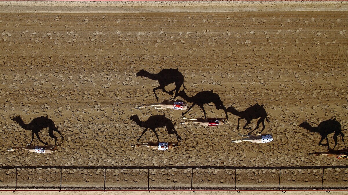 The Al Marmoum Camel Race, a famous annual event in Dubai