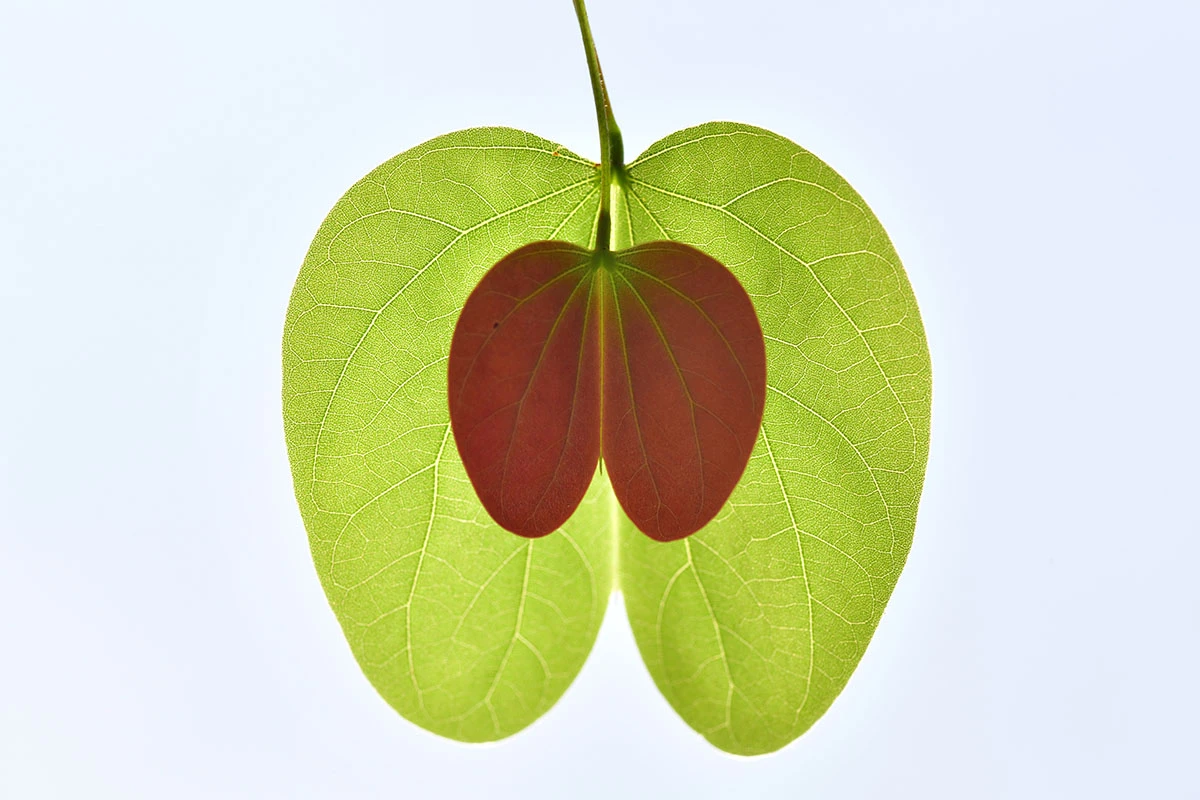 Highly Commended: Green Apple
