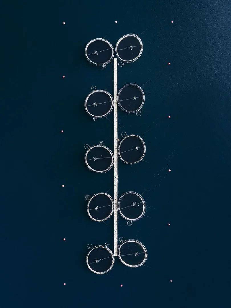 The Aquaculture Series: A look at fish farming in Croatia