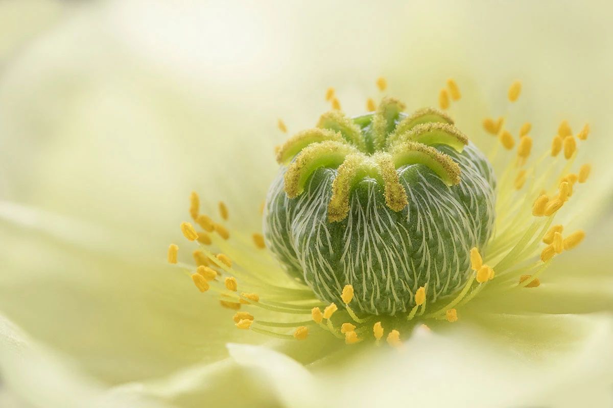 Commended: Poppy