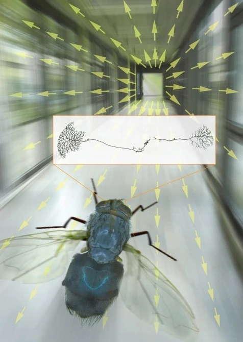 Scientists are using a fly 'flight simulator' to understand how a blowfly can process visual information so quickly(Image: MPI Neurobiology)