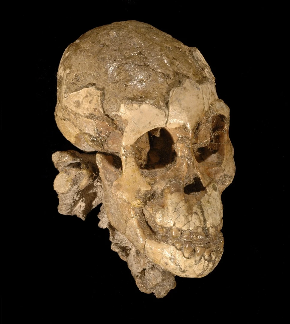 The skull of Selam, a 2 1/2-year-old toddler found in Dikika, Ethiopia