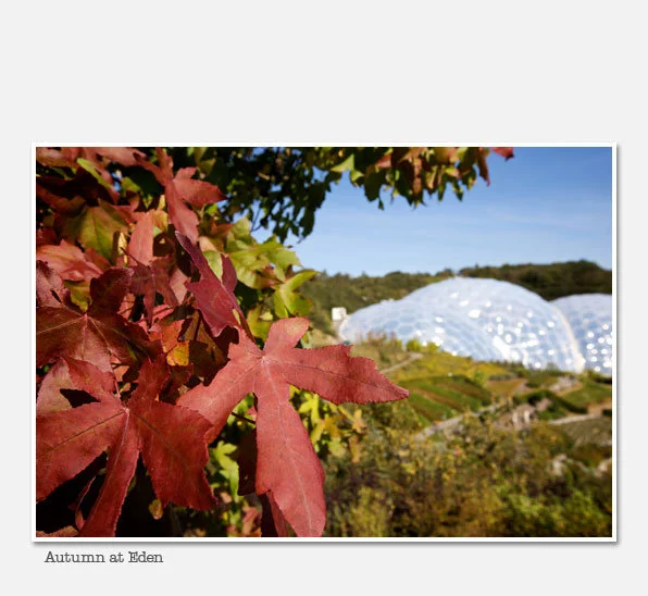 Eden Project in Autumn(Image by Eden Project)